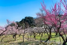 Tourist destination images of Ogose Plum Grove(1)