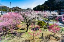 Tourist destination images of Ogose Plum Grove(2)