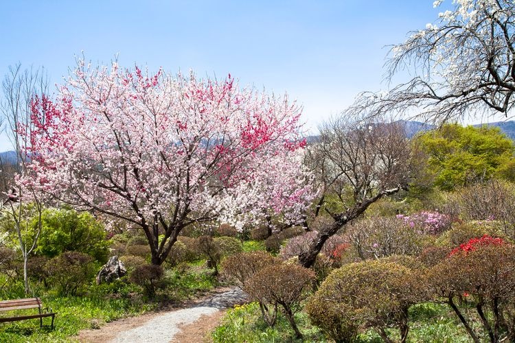 Shinshu Ina Umeuen (Shinshu Ina Plum Garden)