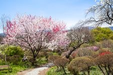 Tourist destination images of Shinshu Ina Umeuen (Shinshu Ina Plum Garden)(1)