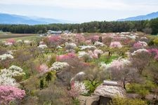 Tourist destination images of Shinshu Ina Umeuen (Shinshu Ina Plum Garden)(2)