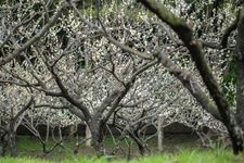 Tourist destination images of Saburi Park of Green and Flowers(1)