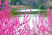 佐布里池梅林（佐布里緑と花のふれあい公園）の観光地画像(1)