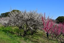 Tourist destination images of Saburi Park of Green and Flowers(2)