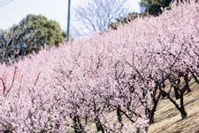 佐布里池梅林（佐布里緑と花のふれあい公園）の観光地画像(2)