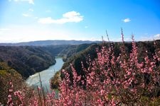 Tourist destination images of Tsukigase Plum Grove(1)