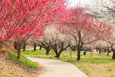 Tourist destination images of Tsukigase Plum Grove(2)