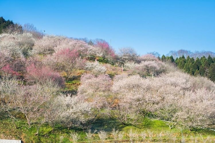 Ume no Sato Park