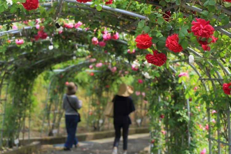 Tourist destination images of Kanayama General Park(1)