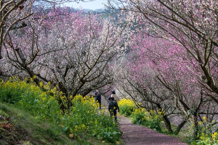 Nanaori Plum Garden