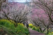 Tourist destination images of Nanaori Plum Garden(1)