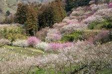 Tourist destination images of Nanaori Plum Garden(2)