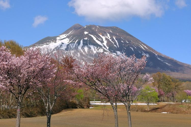 Kasamai Ohbata Cherry Blossom Road