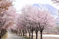 Tourist destination images of Kasamai Ohbata Cherry Blossom Road(2)