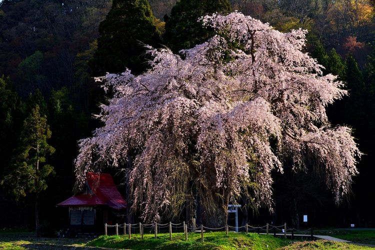 Oshira-sama's Weeping Cherry Tree