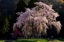 Tourist destination images of Oshira-sama's Weeping Cherry Tree(1)