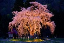 Tourist destination images of Oshira-sama's Weeping Cherry Tree(2)