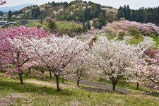 日本國花苑的觀光地圖片(1)