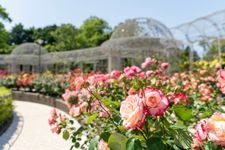 Tourist destination images of Odawara Flower Garden(2)