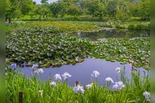Tourist destination images of Odawara Flower Garden(1)