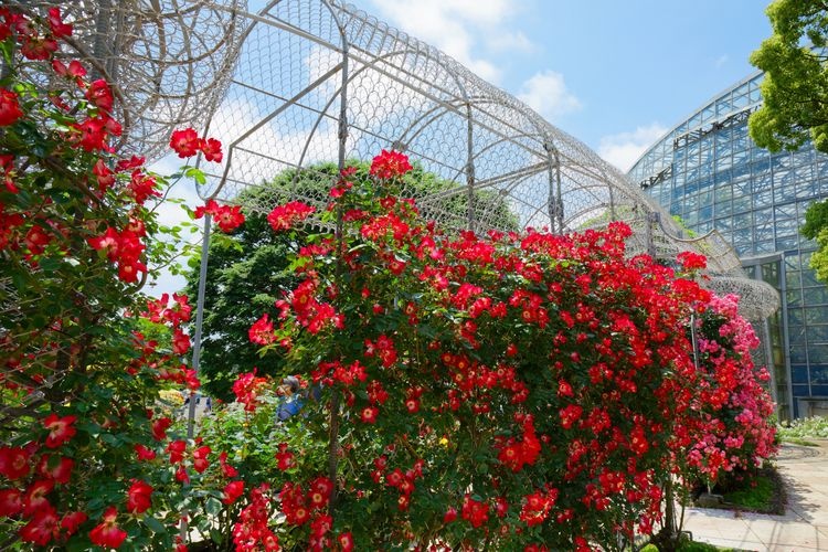 Tourist destination images of Odawara Flower Garden(3)