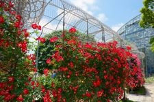 Tourist destination images of Odawara Flower Garden(3)