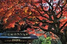 Tourist destination images of Tokeiji Temple(4)