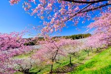 Tourist destination images of Misato Plum Grove(2)