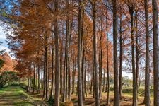 Tourist destination images of Ōmiya Dai-ni Kōen (Ōmiya Second Park)(4)