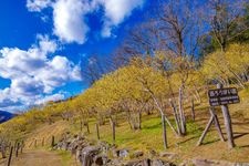 Tourist destination images of Nagatoro Hodosan Winter Sweet Garden(3)