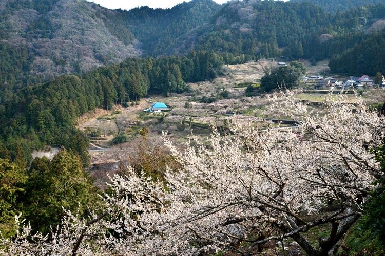 Akagawa Ume no Sato (Akagawa Plum Grove)