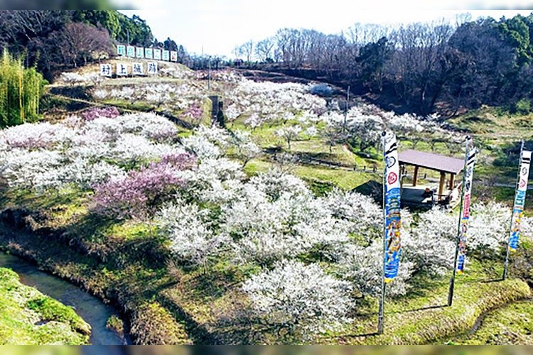 Kannonzaki Ume no Sato Plum Garden