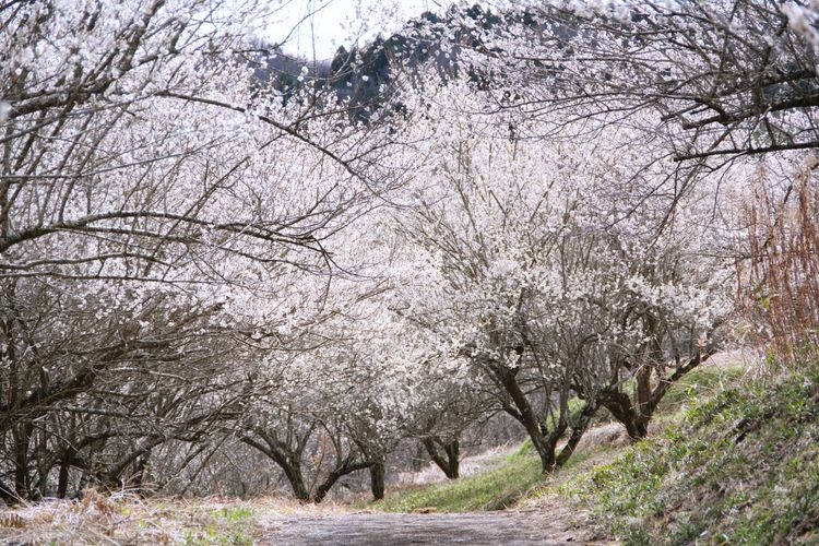 Kannonzan Ume no Sato Baien