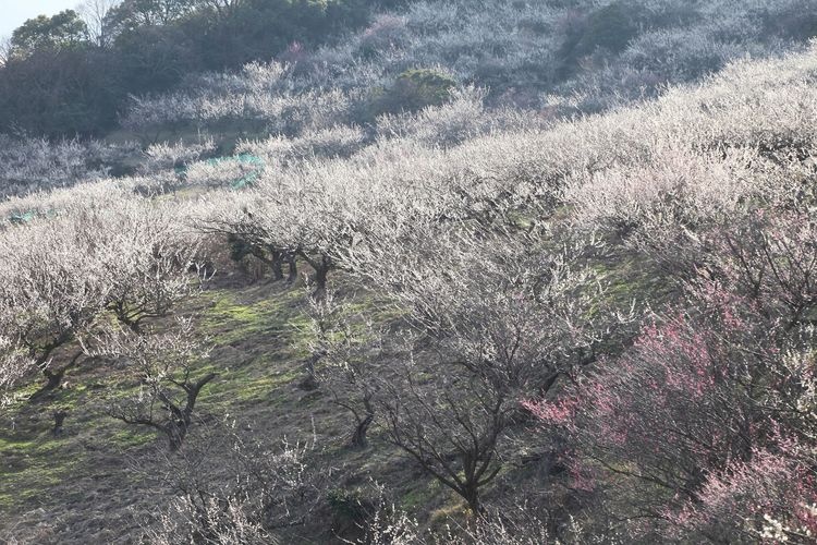 Ayabeyama Plum Grove