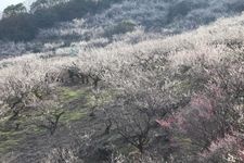 Tourist destination images of Ayabeyama Plum Grove(1)