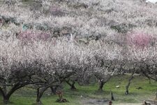 Tourist destination images of Ayabeyama Plum Grove(2)