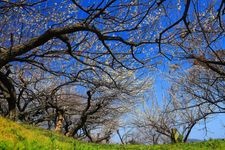 Tourist destination images of Ayabeyama Plum Grove(3)