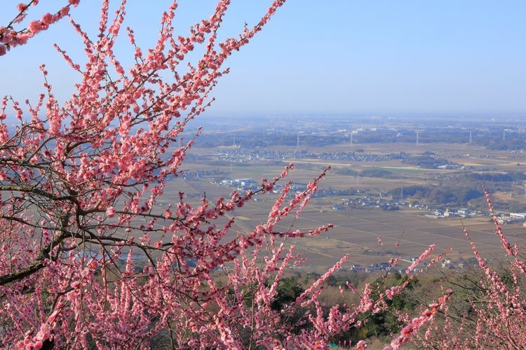 筑波山梅林