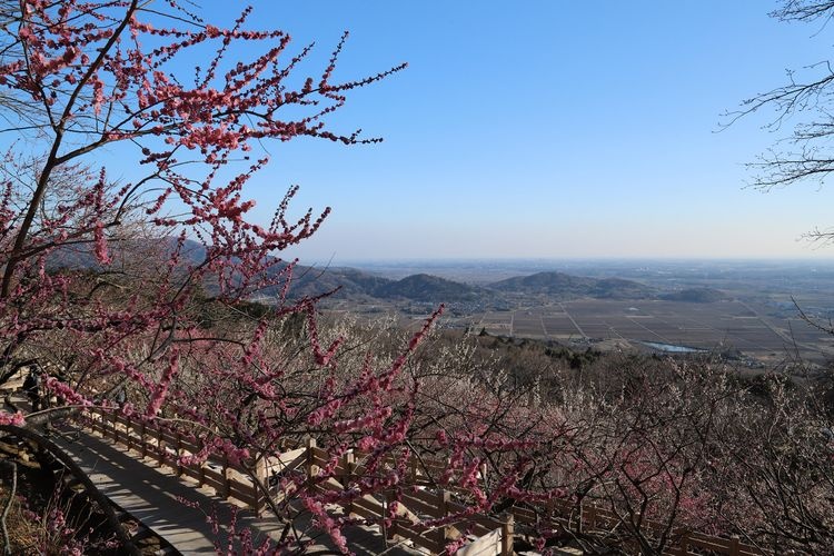 Tsukuba Mountain Plum Grove