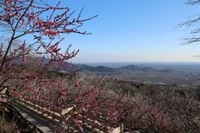 Tourist destination images of Tsukuba Mountain Plum Grove(1)