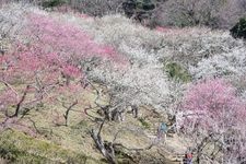 Tourist destination images of Tsukuba Mountain Plum Grove(2)