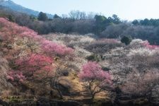 Tourist destination images of Tsukuba Mountain Plum Grove(3)