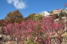 Tourist destination images of Okamoto Park (Okamoto Plum Grove)(1)