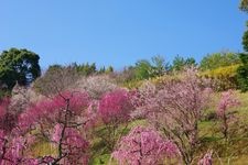 Tourist destination images of Hirota Umebayashi Fureai Park(2)