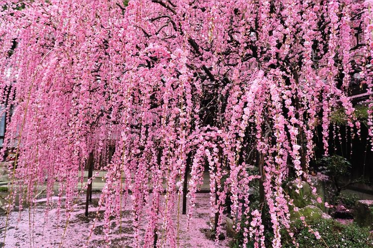 Yagi's Weeping Plum Trees (Murakami Residence)