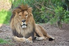 野毛山動物園的觀光地圖片(1)