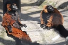 野毛山動物園的觀光地圖片(3)