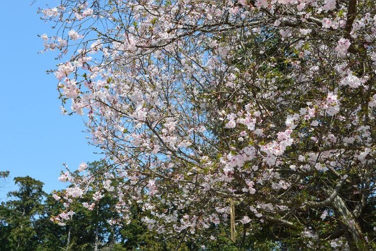 櫻木神社