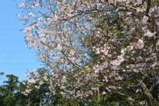 櫻木神社の観光地画像(1)