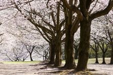 Tourist destination images of Inaba Senbonzakura "Sakura no Sono"(2)